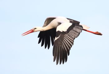 Cigüeña blanca