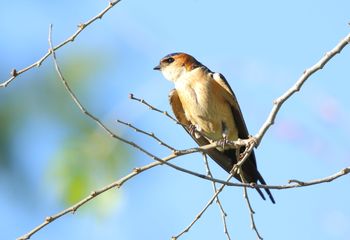 Golondrina dáurica