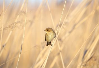 Mosquitero