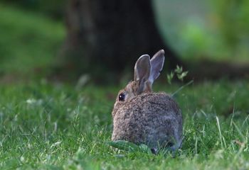 Conejo