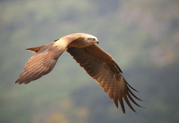 Milano negro vuelo