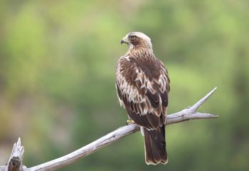 Águila calzada