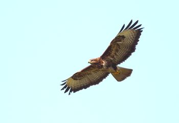 Ratonero vuelo