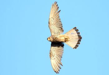 Cernícalo común vuelo