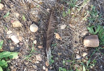 Plumas con cañones cortados