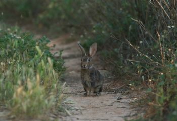 Conejo  (Oryctolagus cuniculus)