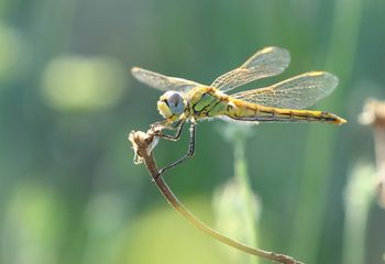 Sympetrum fonscolombii