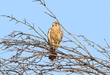 Cernícalo vulgar (Falco tinnunculus)