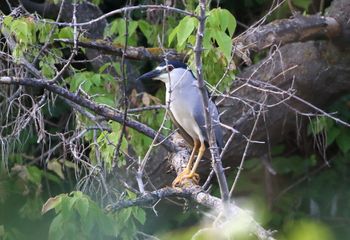 Martinete (Nycticorax nycticorax)