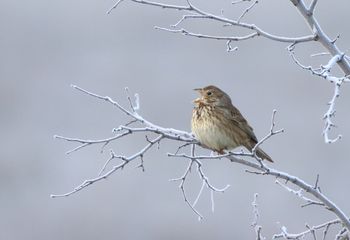 Escribano triguero (Emberiza calandra)