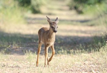 Corcino (Capreolus capreolus)