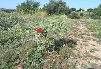 Marcaje territorial de zorro