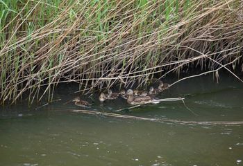 Ánades azulones (Anas platyrhynchos)