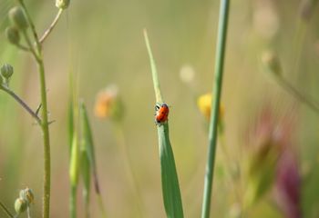 Catarina europea de siete manchas (Coccinella septempunctata)