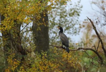 Cormorán grande (Phalacrocorax carbo)