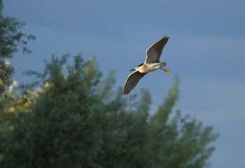 Martinete (Nycticorax nycticorax)