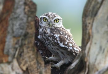 Mochuelo (Athene noctua)