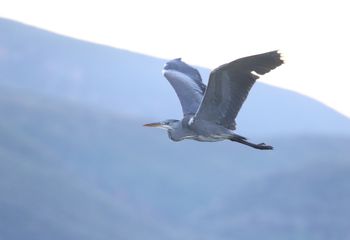 Garza real (Ardea cinerea)