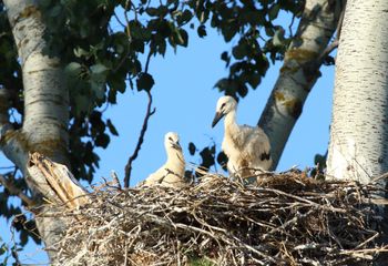 Cigüeñas blancas (Ciconia ciconia)