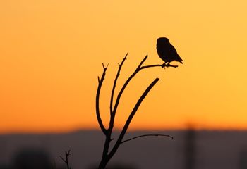 Mochuelo (Athene noctua)