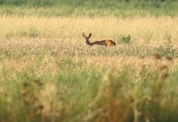 Corzo (Capreolus capreolus)