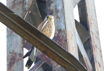 Cernícalo vulgar (Falco tinnunculus)