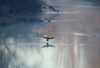 Cormorán grande (Phalacrocorax carbo)