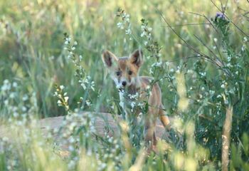 Zorro (Vulpes vulpes)