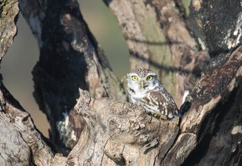 Mochuelo (Athene noctua)