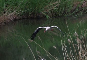 Cigüeña blanca (Ciconia ciconia)