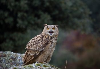 Búho real (Bubo bubo)