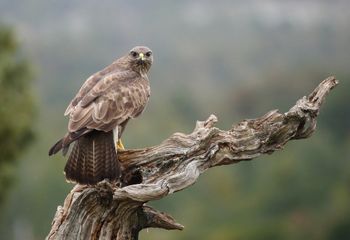 Busardo ratonero (Buteo buteo)