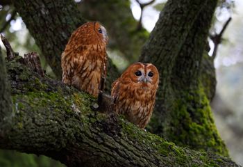 Cárabos (Strix aluco)