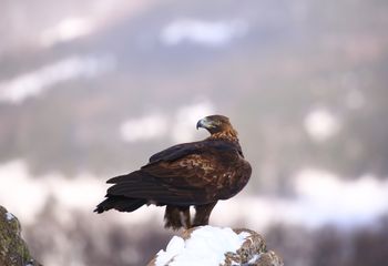 Águila real (Aquila chrysaetos)