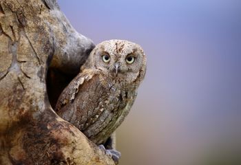 Autillo europeo (Otus scops)