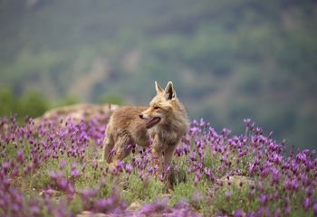 Zorro (Vulpes vulpes)