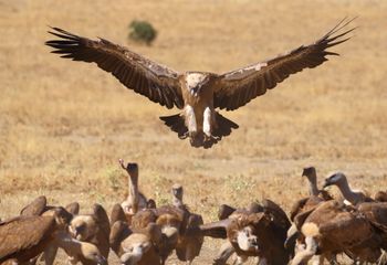 Buitres leonados (Gyps fulvus)