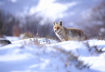 Zorro (Vulpes vulpes)