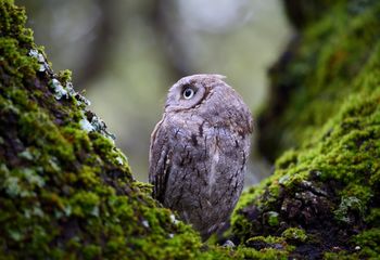 Autillo europeo (Otus scops)