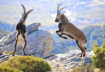 Cabra montés (Capra pyrenaica)