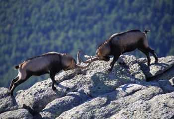 Cabra montés (Capra pyrenaica)