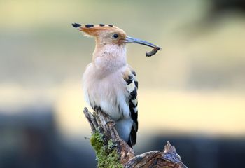 Abubilla (Upupa epops)