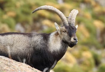 Cabra montés (Capra pyrenaica)