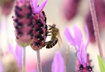 Abeja europea (Apis mellifera)