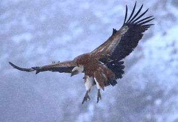 Buitre leonado (Gyps fulvus)