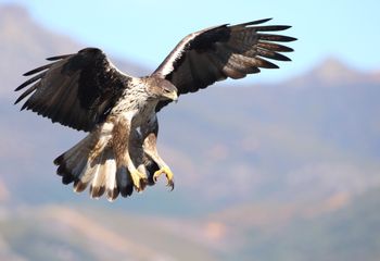 Águila perdicera (Aquila fasciata)