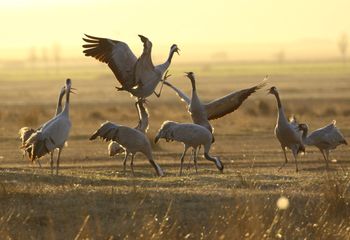 Grullas comunes (Grus grus)