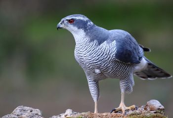 Azor (Accipiter gentilis)