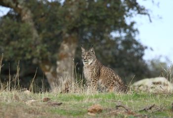 Lince ibérico (Lynx pardinus)