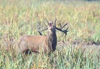 Ciervo (Cervus elaphus)